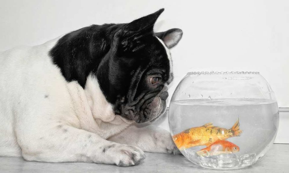 Can Dogs Eat Fish? Is Fish Bad For Dogs? Pet Diet Guide