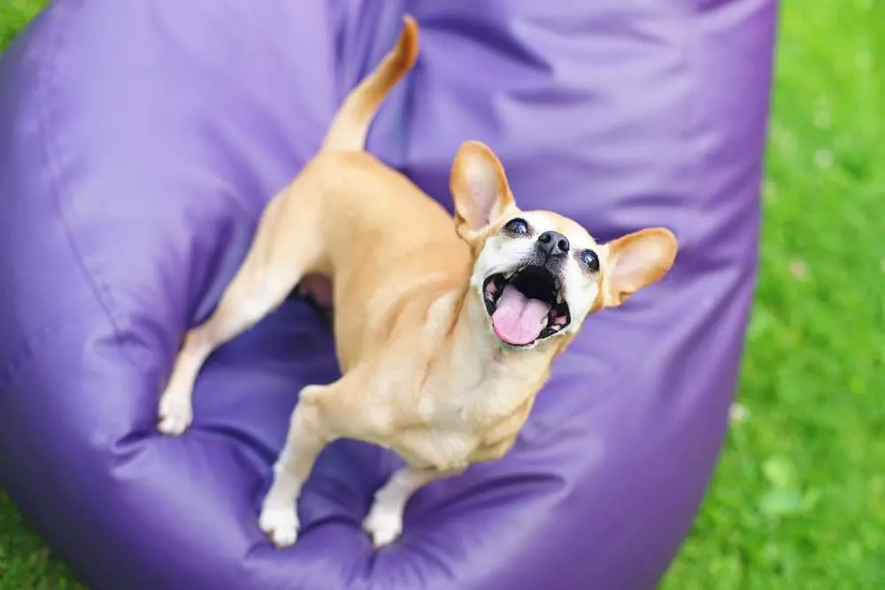 are kidney beans good for dogs