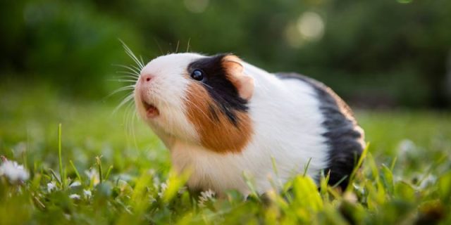 Spectacular Can Guinea Pigs Eat Potatoes Capture in 4K Spectacular Can Guinea Pigs Eat Potatoes Capture in 4K